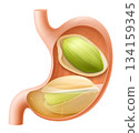 Human Stomach with pistachio. The stomach digests pistachio. A stomach filled with healthy food with protein. Proper nutrition. Realistic 3d Vector illustration. Food digestion process illustration 134159345