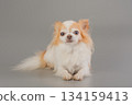 Chihuahua dog of white and red color on a gray background. 134159413