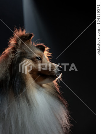 a striking sable and white Shetland Sheepdog is dramatically illuminated by a warm light. a striking sable and white Shetland Sheepdog is dramatically illuminated by a warm light. 134159571