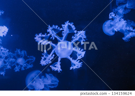 underwater photos of jellyfish marble jellyfish lychnorhiza lucerna 134159624
