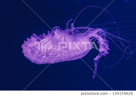 underwater photos of jellyfish chrysaora quinquecirrha jellyfish the atlantic sea nettle underwater photos of jellyfish chrysaora quinquecirrha jellyfish the atlantic sea nettle 134159629