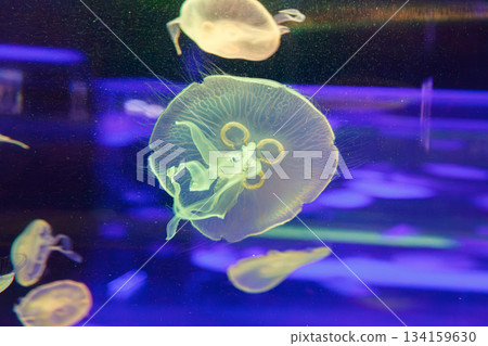 underwater photos of jellyfish aurelia aurita 134159630