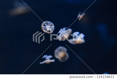 underwater photos of mediterranean jellyfish Cotylorhiza tuberculata underwater photos of mediterranean jellyfish Cotylorhiza tuberculata 134159631