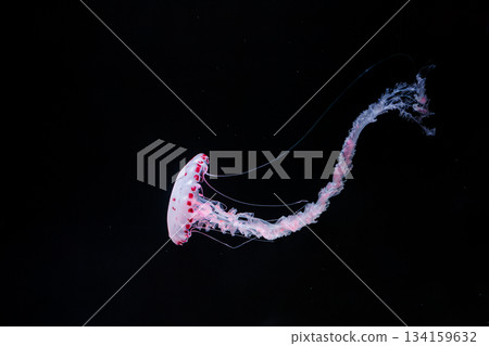 underwater photos of purple striped jelly chrysaora colorata underwater photos of purple striped jelly chrysaora colorata 134159632