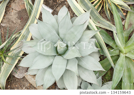 Exotic plant Agave americana Latifolia Exotic plant Agave americana Latifolia 134159643