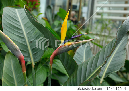 Flowering Strelitzia reginae plant in south africa Flowering Strelitzia reginae plant in south africa 134159644