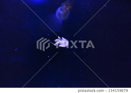underwater photography of beautiful flame jellyfish rhopilema esculentum underwater photography of beautiful flame jellyfish rhopilema esculentum 134159679