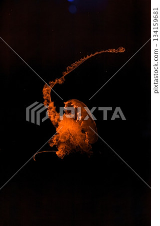 underwater photography of beautiful purple striped jellyfish Chrysaora colorata underwater photography of beautiful purple striped jellyfish Chrysaora colorata 134159681