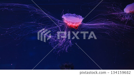 underwater photography of a beautiful lion's mane jellyfish cyanea capillata underwater photography of a beautiful lion's mane jellyfish cyanea capillata 134159682