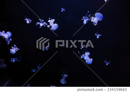 underwater shot of a beautiful Australian Spotted Jellyfish 134159683