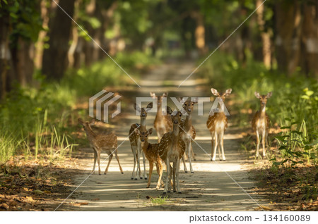 wild female spotted deer or chital or axis deer family head on herd group mob gang blocking track roadblock chuka ecotourism safari pilibhit national park terai forest reserve uttar pradesh india asia 134160089