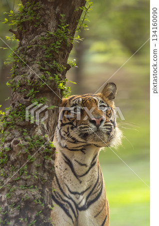 wild dominant indian male bengal tiger or panthera tigris headshot close up with eye contact in natural scenic green background jungle safari Ranthambore National Park forest Reserve Rajasthan India 134160090