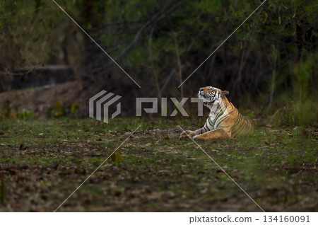 wild bengal tiger or panthera tigris at bandhavgarh National Park Forest Reserve madhya predesh India. side face of adult male eyes looking up in sky in isolated black background winter season safari 134160091