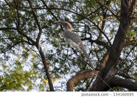 indian grey hornbill or Ocyceros birostris keoladeo national park forest bharatpur bird sanctuary rajasthan india asia bird perched on tree branch in natural green background in winter season safari 134160095