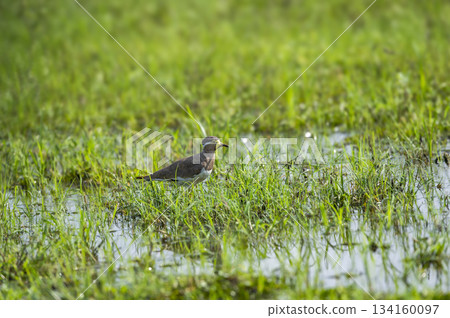 Yellow wattled lapwing or Vanellus malabaricus portrait in natural green grass in winter morning season safari at wetland of keoladeo national park or bharatpur bird sanctuary rajasthan india 134160097