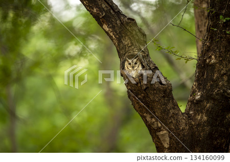 wild indian scops owl or Otus bakkamoena ranthambore national park forest tiger reserve rajasthan india bird with eye contact in nest hollow roosting in natural green background winter season safari 134160099