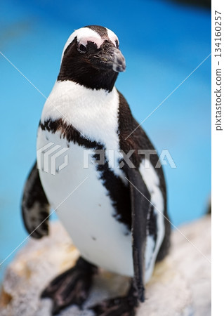 海角企鵝 134160257