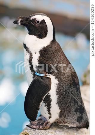海角企鵝 海角企鵝 134160259