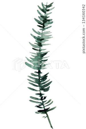 Hand drawn watercolor green spruce or pine tree twig, isolated illustration for winter wedding 134160342