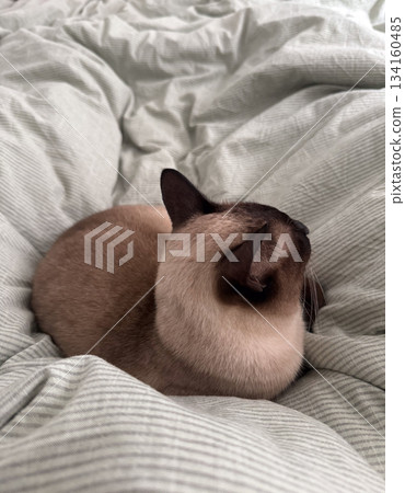 Siamese cat relaxing on blanket viewed from above close-up. Cozy home atmosphere, peaceful rest, soft bedding texture and calm domestic mood. Siamese cat relaxing on blanket viewed from above close-up. Cozy home atmosphere, peaceful rest, soft bedding texture and calm domestic mood. 134160485