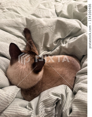 Siamese cat relaxing on blanket viewed from above close-up. Cozy home atmosphere, peaceful rest, soft bedding texture and calm domestic mood. 134160486
