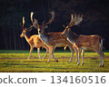 Fallow fallow deer. Dama dama. Beautiful natural background with animals. Forest and sunset. 134160516