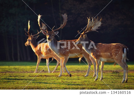 Fallow fallow deer. Dama dama. Beautiful natural background with animals. Forest and sunset. 134160516