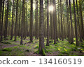 Beautiful landscape with forest and sun. Green nature, concept for environment. 134160519