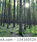 Beautiful landscape with forest and sun. Green nature, concept for environment. 134160520