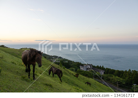 Morning scenery with Misaki horses Morning scenery with Misaki horses 134161717