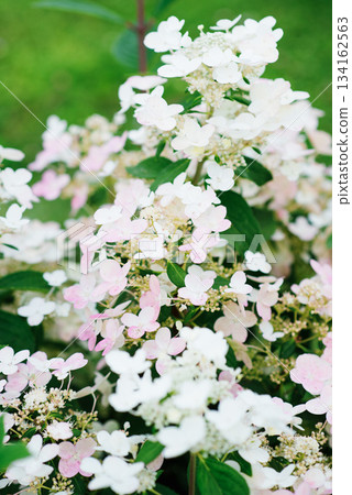 Wims Red hydrangea turning pink phase bloom Wims Red hydrangea turning pink phase bloom 134162563