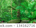 Tropical greenery and rock formations in Yanoda Park in Hainan. 134162716