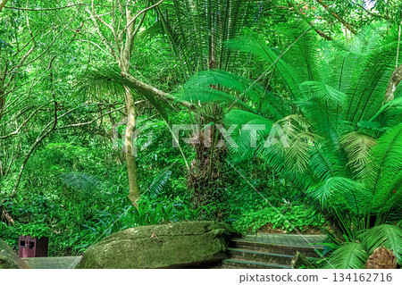 Tropical greenery and rock formations in Yanoda Park in Hainan. 134162716