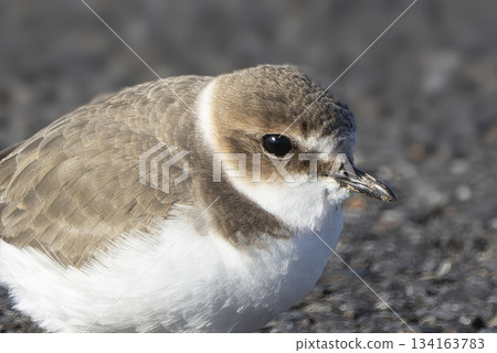 雪鴴的特寫照片 雪鴴的特寫照片 134163783