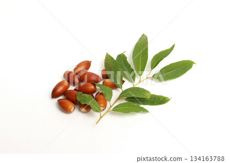 白色背景上的橡子 134163788