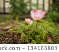 開花在領域的花 134163803