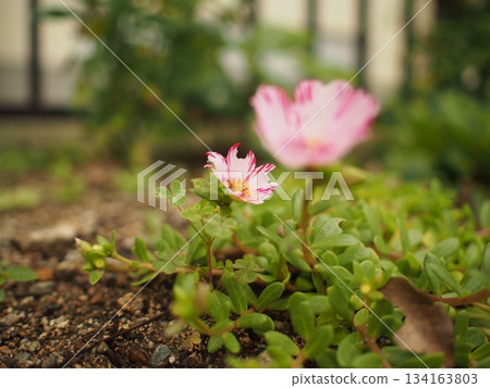 開花在領域的花 開花在領域的花 134163803