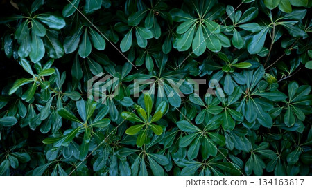 Background material plant Background material plant 134163817