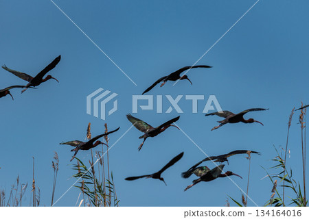 Glossy Ibises Soaring Above Reeds Glossy Ibises Soaring Above Reeds 134164016