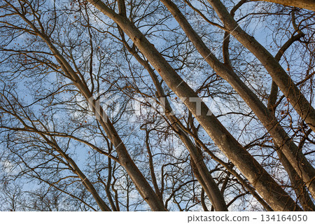 Trunks and branches background in winter 134164050