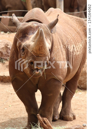 檀香山動物園的犀牛 134164062