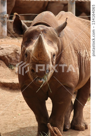 Rhinoceros at the Honolulu Zoo 134164065