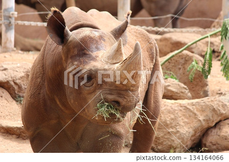 Rhinoceros at the Honolulu Zoo 134164066