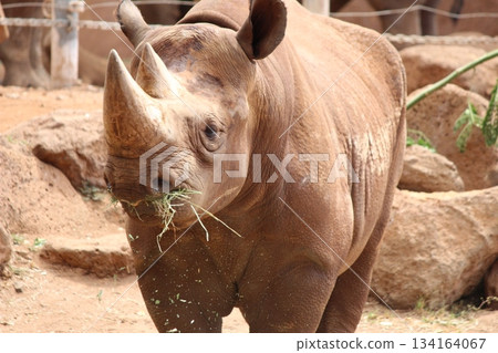 Rhinoceros at the Honolulu Zoo 134164067