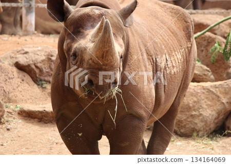 Rhinoceros at the Honolulu Zoo 134164069
