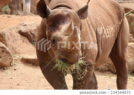 Rhinoceros at the Honolulu Zoo 134164071
