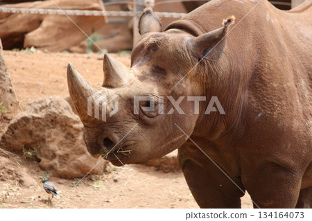 Rhinoceros at the Honolulu Zoo 134164073