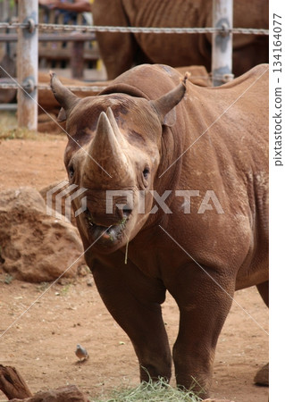 檀香山動物園的犀牛 134164077