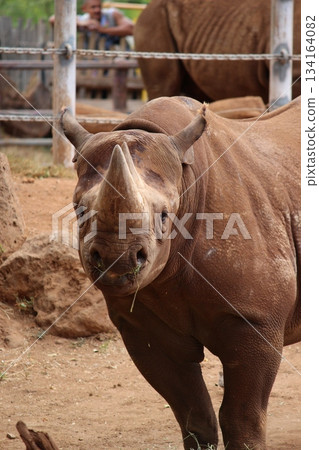 Rhinoceros at the Honolulu Zoo 134164082