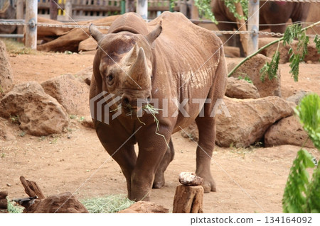 Rhinoceros at the Honolulu Zoo Rhinoceros at the Honolulu Zoo 134164092